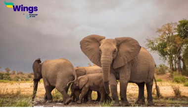 Is an Elephant 1 Ton