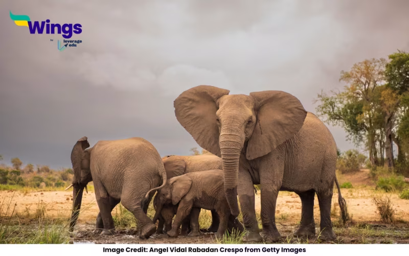 Is an Elephant 1 Ton