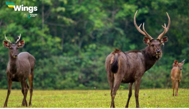 Sambar Deer Found in Indian States