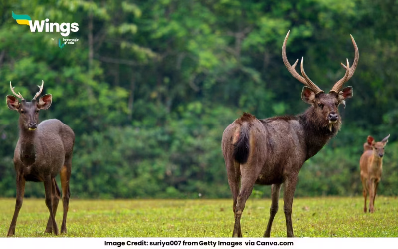 Sambar Deer Found in Indian States