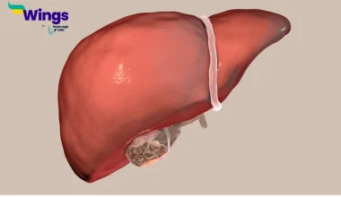 The gall bladder temporarily stores bile
