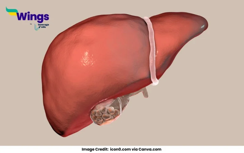 The gall bladder temporarily stores bile