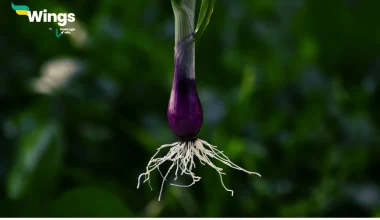 Name two plants which have fibrous roots