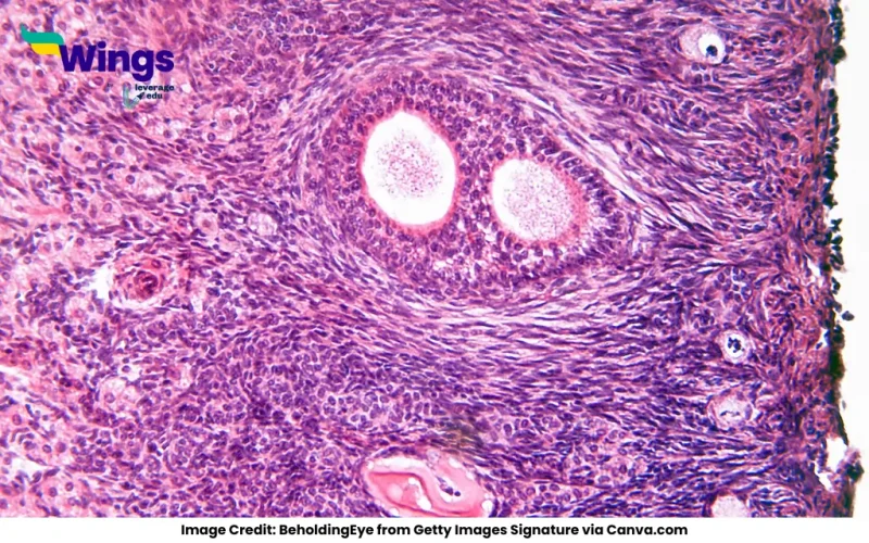 What is the Difference Between Ovary and Ovule