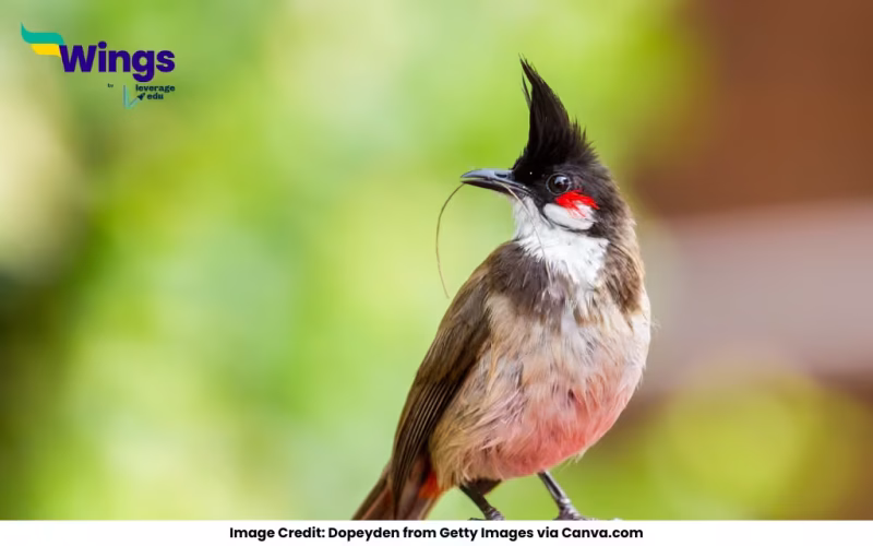 Is bulbul called nightingale