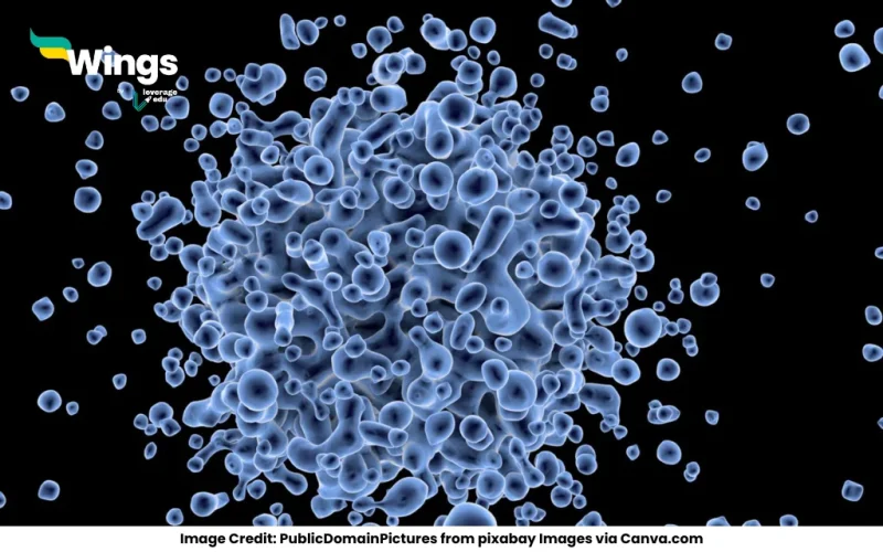 The largest cell measuring …………is the egg of an ostrich.