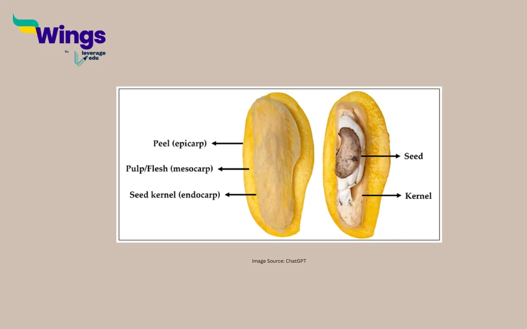 Parts of Mango Fruit Diagram