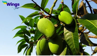 edible part of mango is