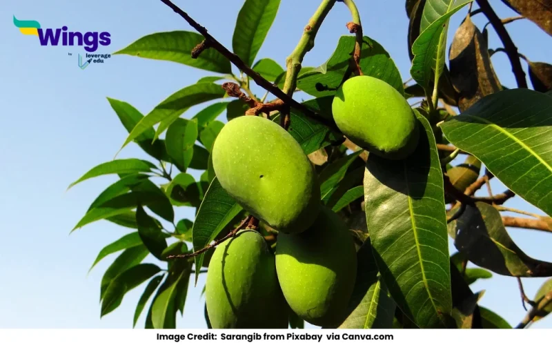 edible part of mango is