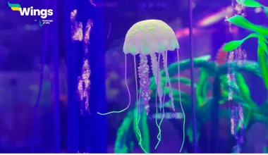 The group to which jellyfish belong is
