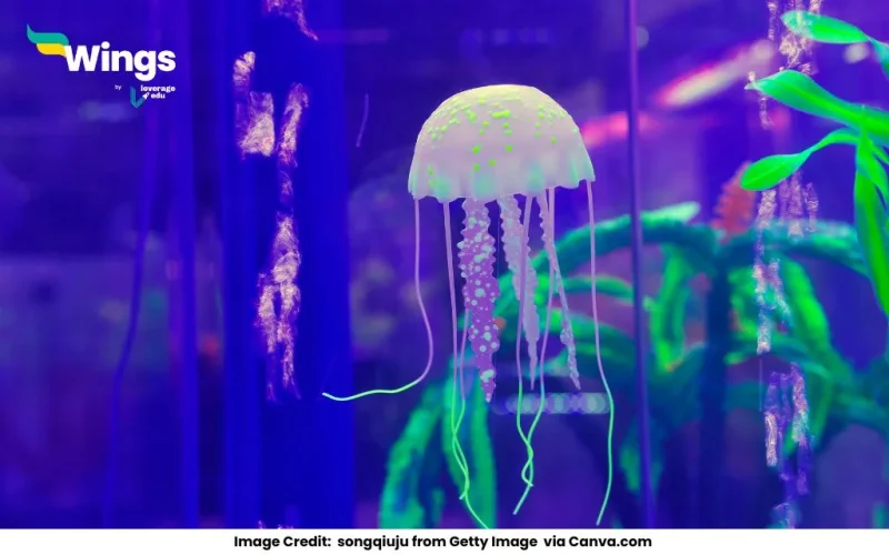 The group to which jellyfish belong is