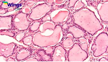 Simple-Tissue-is-Defined-as