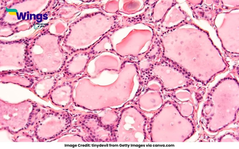 Simple-Tissue-is-Defined-as