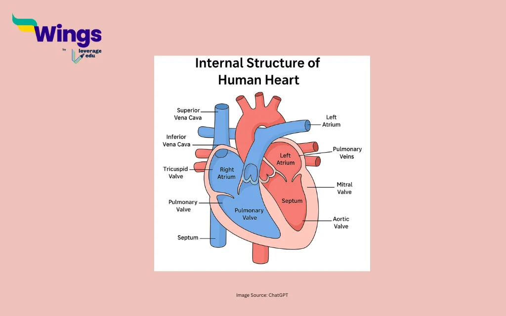 Internal Structure of Human Heart