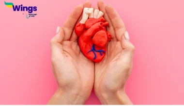 Explain the Internal Structure of Human Heart