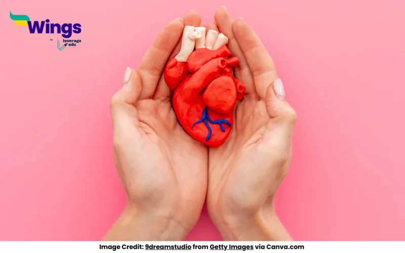 Explain the Internal Structure of Human Heart