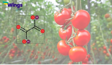 Which one of the following Acids is Predominantly Found in Tomatoes?