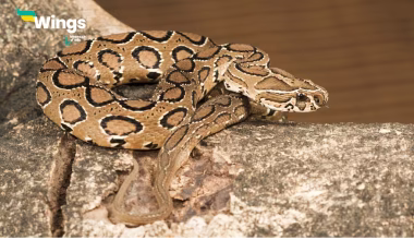 Can we survive Russell’s viper bite