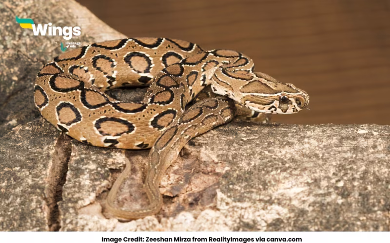 Can we survive Russell’s viper bite