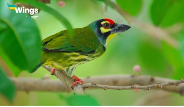 another name of barbet bird