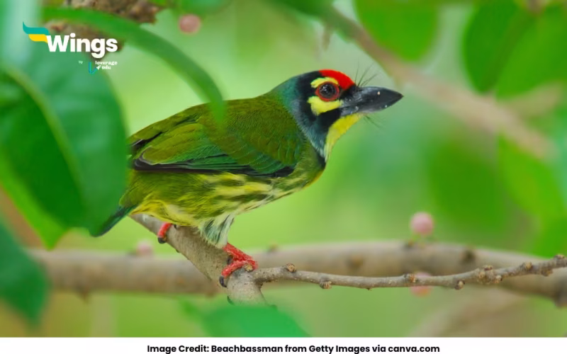 another name of barbet bird