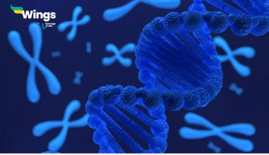How are chromatin, chromatid and chromosomes related to each other