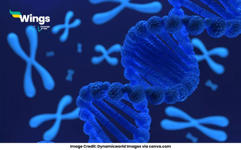 How are chromatin, chromatid and chromosomes related to each other