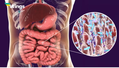 Branched Digestive System