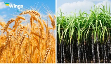 Differences-Between-C3-and-C4-Plants