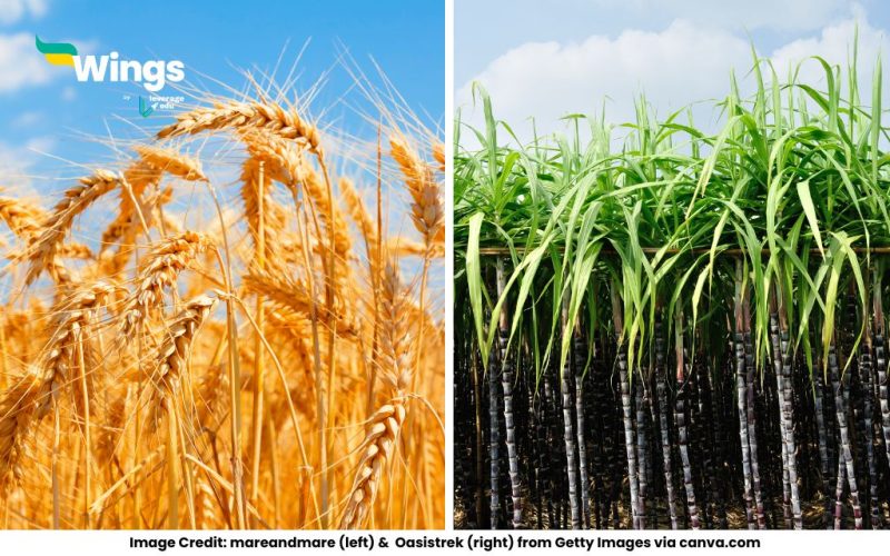 Differences-Between-C3-and-C4-Plants