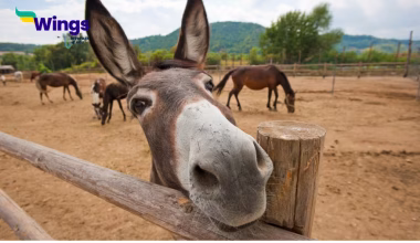 Scientific Name of Donkey