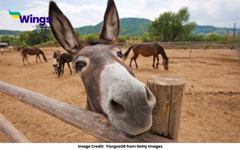 Scientific Name of Donkey
