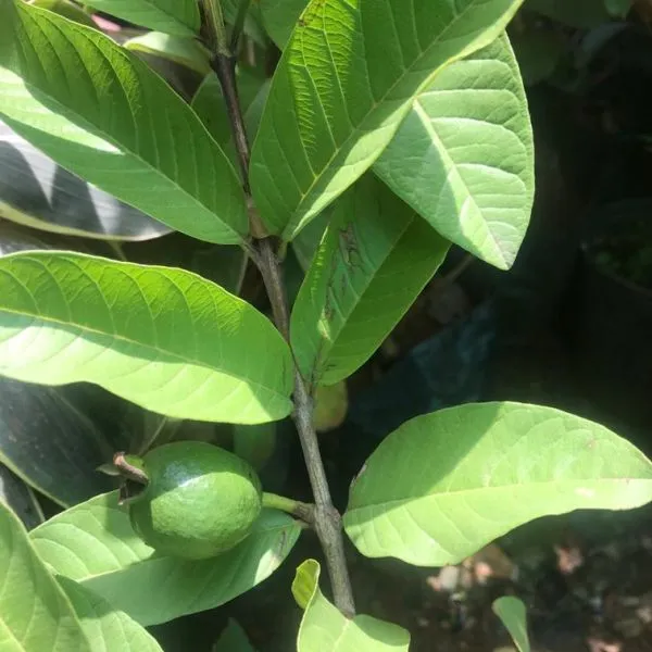 Explain with the Suitable Examples the Different Types of Phyllotaxy