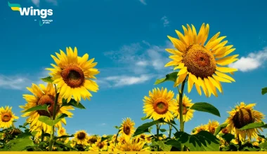 Explain with the Suitable Examples the Different Types of Phyllotaxy