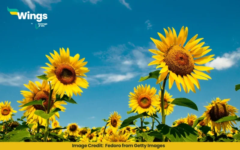 Explain with the Suitable Examples the Different Types of Phyllotaxy