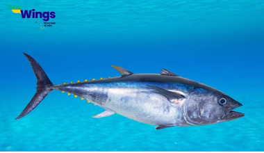 Indian name for tuna fish