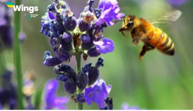 difference between pollination and fertilization