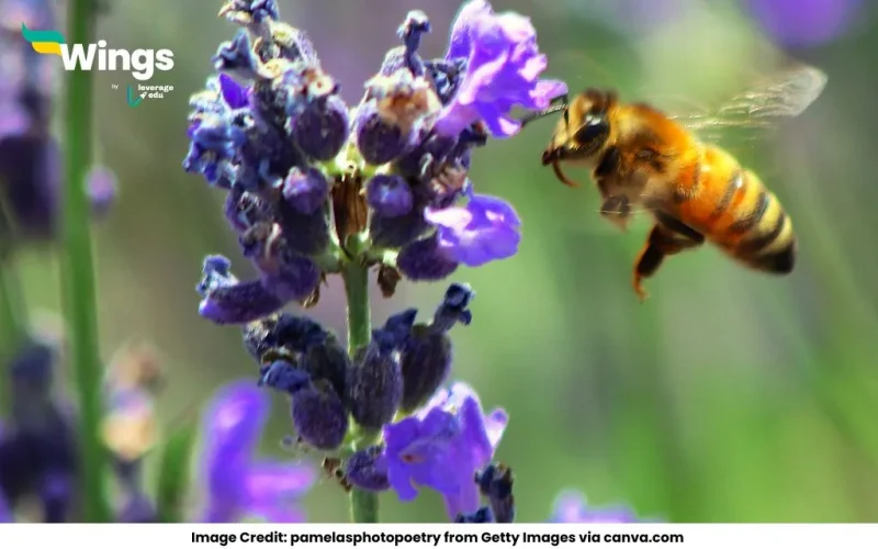 difference between pollination and fertilization