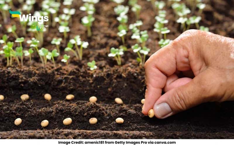 What do you mean by Seasonal Plants? Describe any five important seasonal medicinal plants