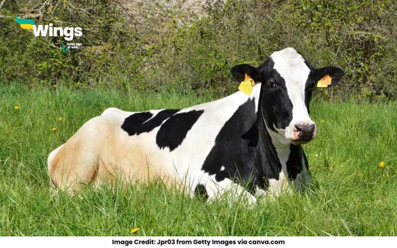 cost of Holstein Friesian in India