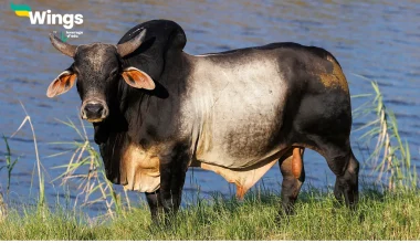 Opposite gender of a cow