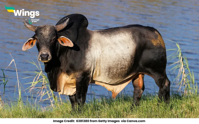 Opposite gender of a cow