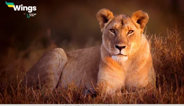 the feminine form of the noun lion