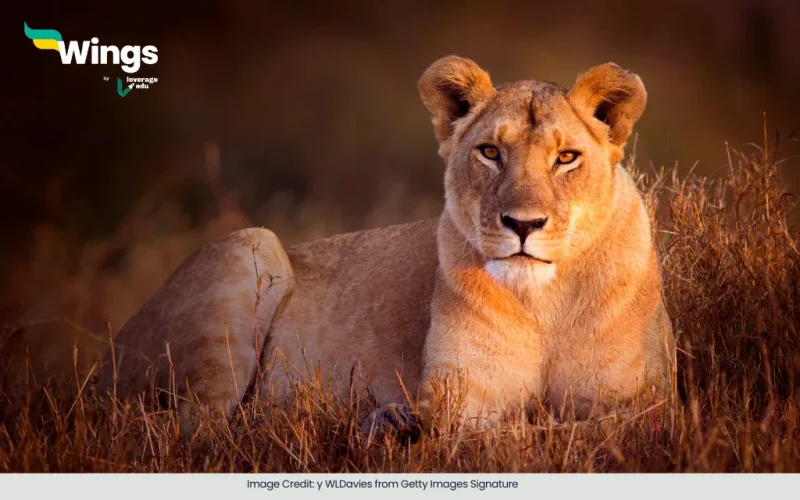 the feminine form of the noun lion