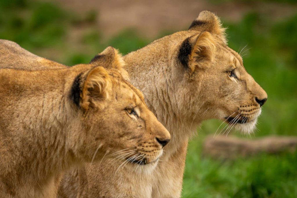 the feminine form of the noun lion 