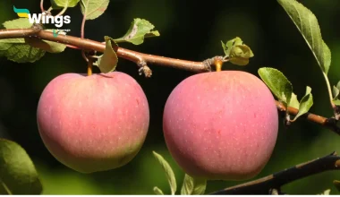 Why is the apple referred to as a false fruit