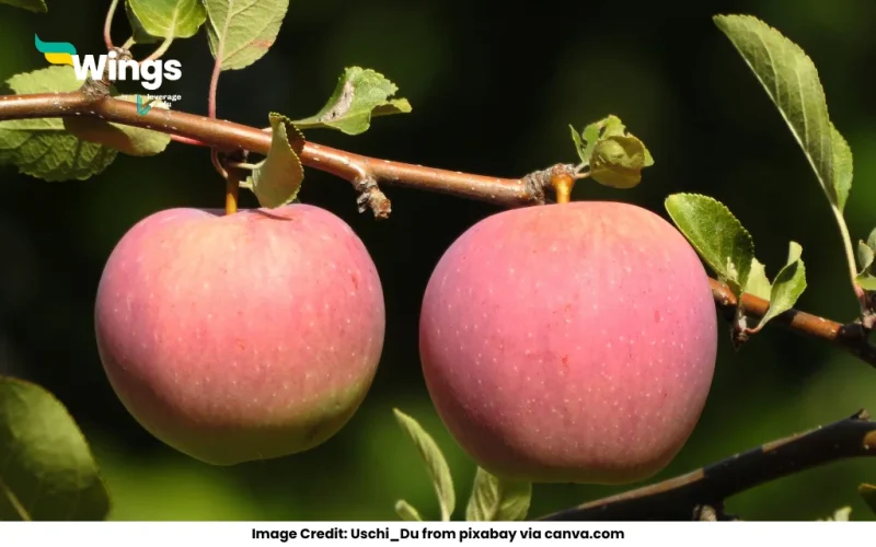 Why is the apple referred to as a false fruit