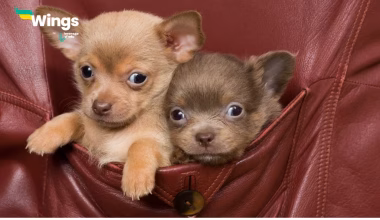 What breed is a pocket dog