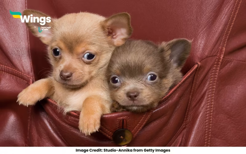 What breed is a pocket dog