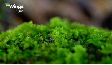 What is a thallus organisation